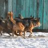 В Улан-Удэ ловили безнадзорных собак на Шишковке