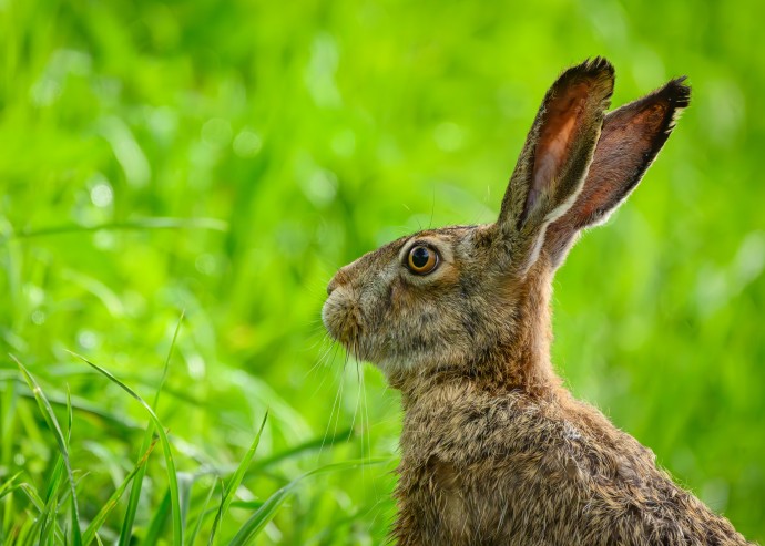 В Москве стали чаще замечать зайцев в парках и лесах В Москве стали чаще замечать зайцев в парках и лесах