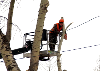 В Амурской области за три года убрали около 12 тысяч аварийных деревьев