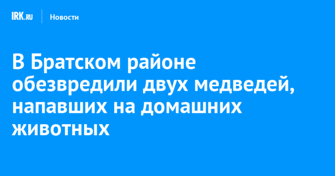В Братском районе обезвредили двух медведей, напавших на домашних животных