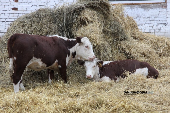 Башкирия заявила о готовности продать 2,2 тысячи племенного молодняка КРС Башкирия заявила о готовности продать 2,2 тысячи племенного молодняка КРС