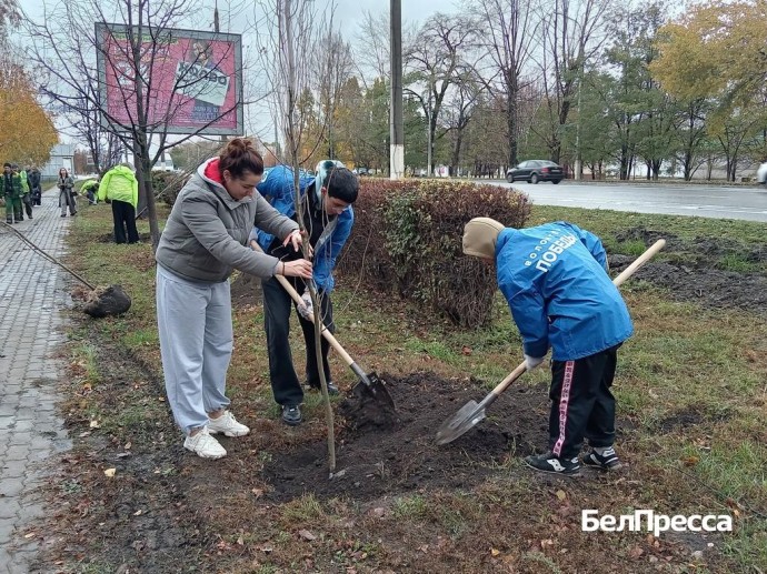 На проспекте Богдана Хмельницкого в Белгороде высадили 200 новых деревьев и кустарников На проспекте Богдана Хмельницкого в Белгороде высадили 200 новых деревьев и кустарников