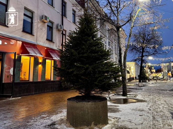 На улице Кирова в Ярославле высадили живые ели