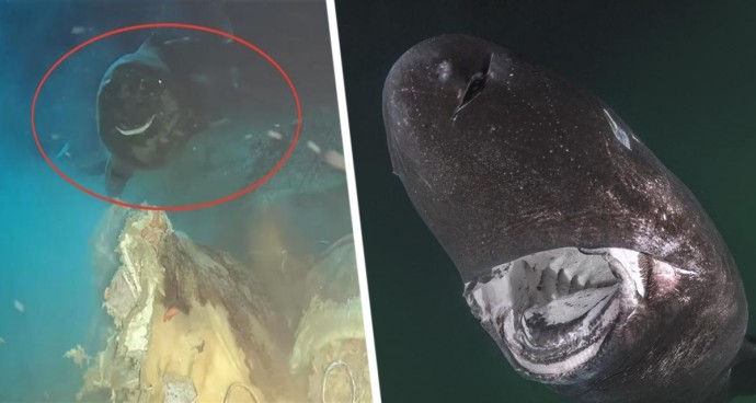 Тушу коровы сбросили с высоты 1629 метров в море рядом с популярным у россиян курортом - и к ней приплыли 8 неожиданных гостей