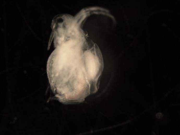 Неоднозначный микропластик Неоднозначный микропластик