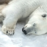В якутском зоопарке прокомментировали информацию о сбежавшем белом медведе