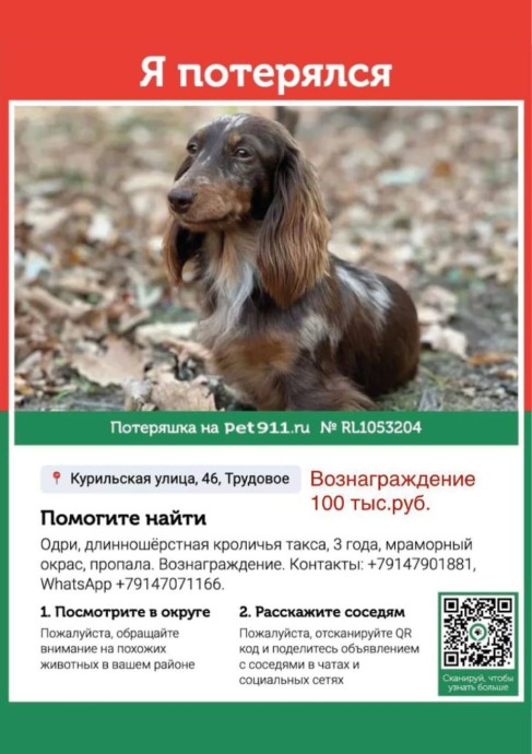 Вознаграждение 100 тысяч рублей за таксу: в Приморье ищут собаку