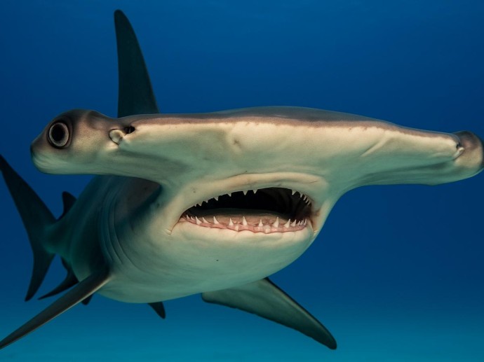 Самая необычная голова в океане: зачем акуле молот и почему без него она бы не выжила Самая необычная голова в океане: зачем акуле молот и почему без него она бы не выжила