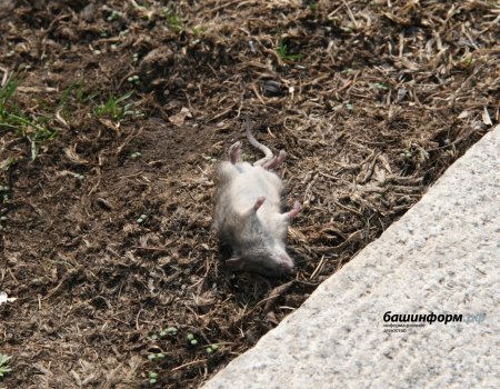 Жителям Башкирии дали рекомендации по борьбе с мышами дома Жителям Башкирии дали рекомендации по борьбе с мышами дома