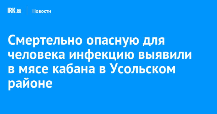 Смертельно опасную для человека инфекцию выявили в мясе кабана в Усольском районе Смертельно опасную для человека инфекцию выявили в мясе кабана в Усольском районе