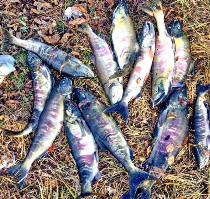 Приморских браконьеров оставили без красной рыбы ради леопардов Приморских браконьеров оставили без красной рыбы ради леопардов