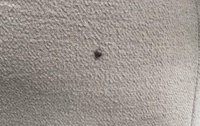 В Курской области за сезон зарегистрированы 63 случая клещевого боррелиоза: под наблюдением — более двух тысяч обращений