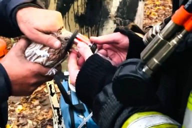 Пожарные Мособлпожспаса откачали кислородом голубей, пострадавших при возгорании