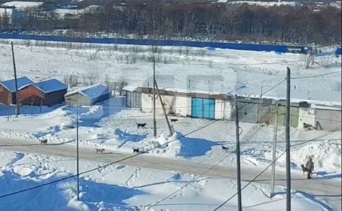 "Подумала, мне капец": сахалинка рассказала, как едва спаслась от бродячих собак