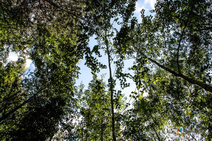 В регионе стали реже гореть леса В регионе стали реже гореть леса