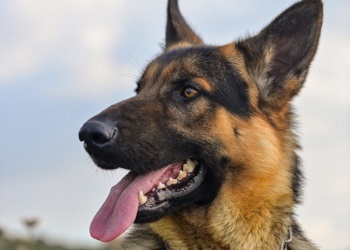 В Приамурье собака выбралась из вольера и напала на женщину с ребенком В Приамурье собака выбралась из вольера и напала на женщину с ребенком