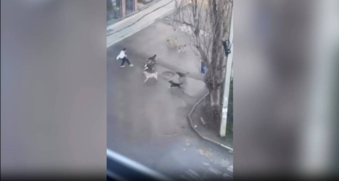В Дагестане 11‑летнего школьника атаковали семь безнадзорных собак во дворе школы