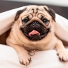 Baidu решила запатентовать ИИ-технологию «перевода с языка» животных