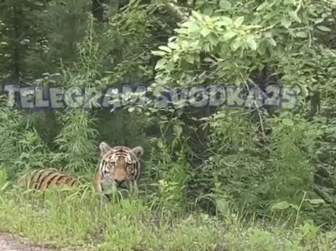 Хищники рядом: Полосатую кошку заметили на въезде в город в Приморье