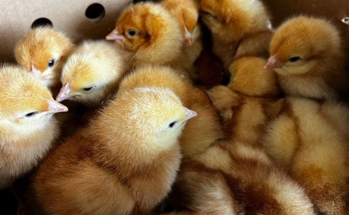 84 тысячи цыплят прилетели из Свердловской области на Сахалин 84 тысячи цыплят прилетели из Свердловской области на Сахалин