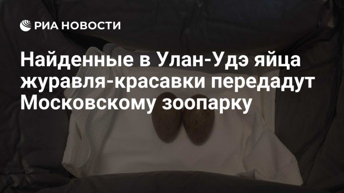 Найденные в Улан-Удэ яйца журавля-красавки передадут Московскому зоопарку