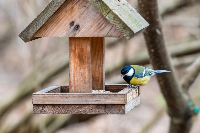Птичья столовая: как правильно развешивать кормушки для пернатых