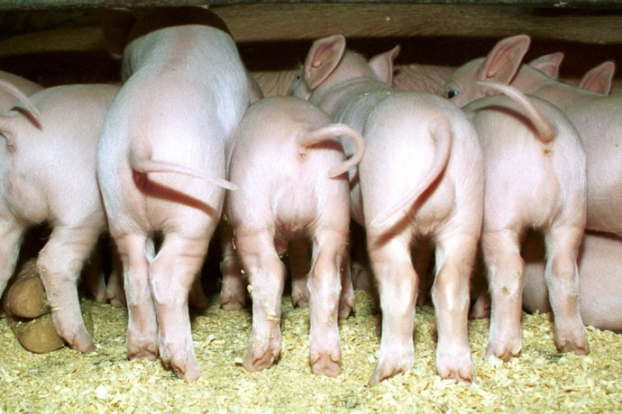 Бразилец провел Рождество в свинарнике, скрываясь от семьи Бразилец провел Рождество в свинарнике, скрываясь от семьи