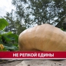 "Все фитолампы работали на неё": подробности о сахалинской тыкве-рекордсмене