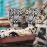Котятам снежного барса в Пермском зоопарке исполнился год