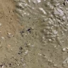 Морской берег в Стародубском усыпало креветками после отлива