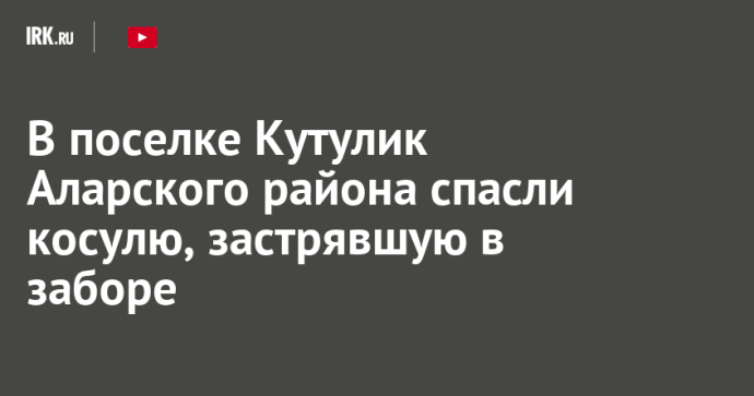 В поселке Кутулик Аларского района спасли косулю, застрявшую в заборе