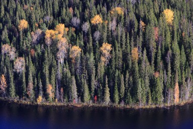 В Счётной палате предложили изымать неиспользуемые лесные участки