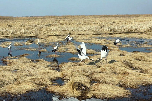 Стало известно, где находится известная в Приамурье пара журавлей