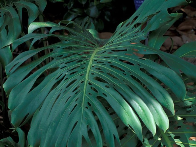 Монстера лучше растёт при рассеянном свете и высокой влажности — эксперт Цисек Монстера лучше растёт при рассеянном свете и высокой влажности — эксперт Цисек