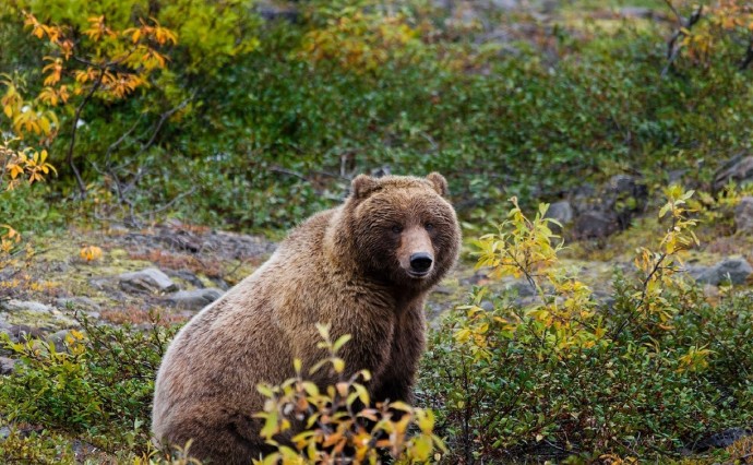 Пропуск рыбы в реки, учения, охрана: на Сахалине придумали, как избежать выхода медведя к людям Пропуск рыбы в реки, учения, охрана: на Сахалине придумали, как избежать выхода медведя к людям
