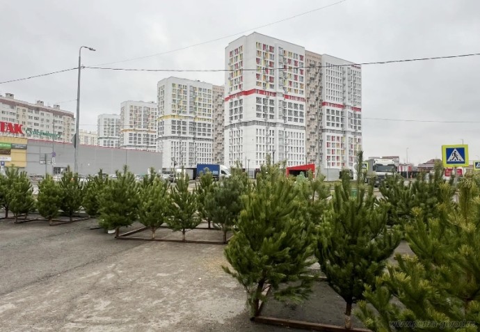 В Пензе открылись елочные базары: где купить деревья со скидкой В Пензе открылись елочные базары: где купить деревья со скидкой