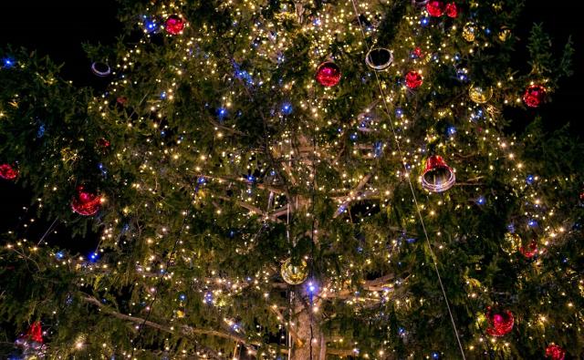 Башкирия начала поставлять новогодние деревья в регионы юга и Кавказа Башкирия начала поставлять новогодние деревья в регионы юга и Кавказа