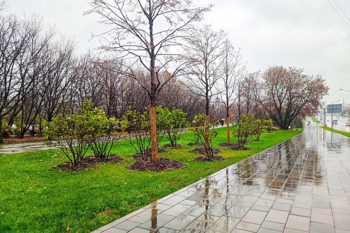 Липы и хвойные деревья украсят Щелковское шоссе и другие улицы ВАО