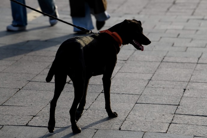 Обязательную страховку для хозяев опасных пород собак хотят ввести в РФ Обязательную страховку для хозяев опасных пород собак хотят ввести в РФ