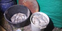 В Астраханской области за неделю изъяли более 3 тонн рыбы и 400 кг раков