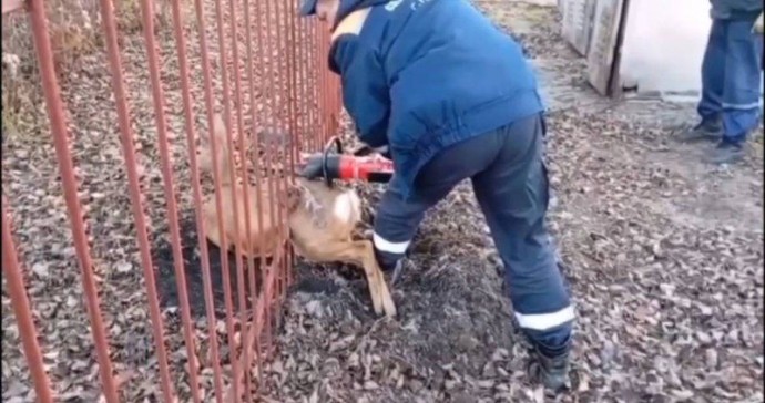 В приморском городе организовали спасательную операцию для косули
