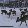 Фотоловушки в тульских лесах показали активность лосей, кабанов и косуль у кормушек...