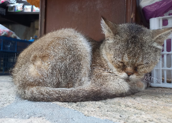 Близнецам предстоит что-то кому-то доказывать, Львов могут поймать на крючок Близнецам предстоит что-то кому-то доказывать, Львов могут поймать на крючок