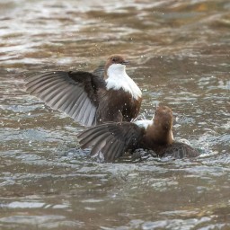 В Башкирии сняли битву оляпок