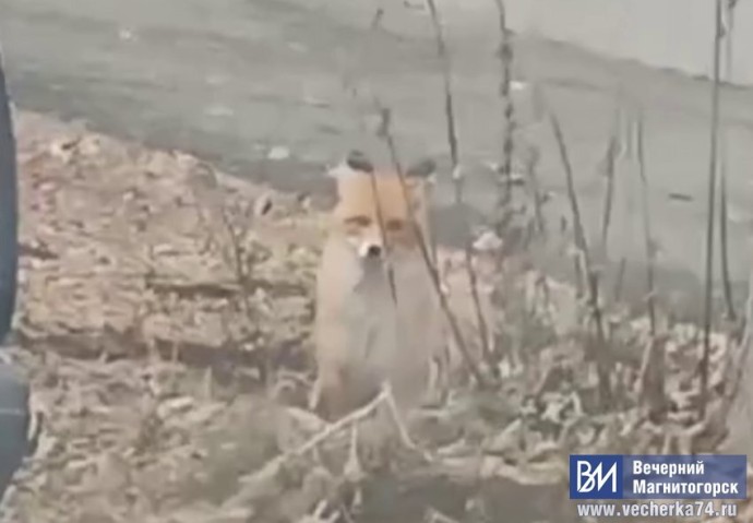 В Магнитогорске заметили гуляющую по улице лису В Магнитогорске заметили гуляющую по улице лису