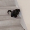 В Котельниках неизвестные надругались над двухмесячным котенком