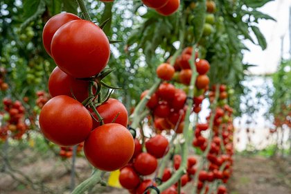 Дачникам рассказали о способах борьбы с частой проблемой томатов