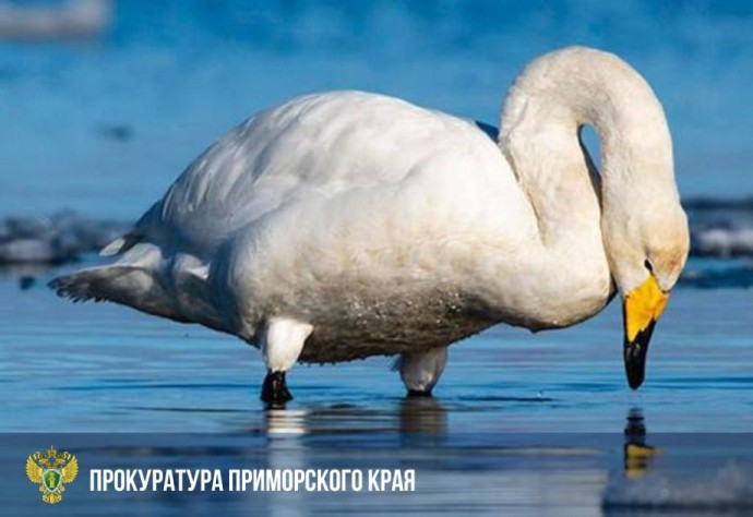 Житель Спасска-Дальнего пойдёт под суд за убийство лебедя-кликуна Житель Спасска-Дальнего пойдёт под суд за убийство лебедя-кликуна