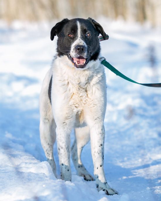 Манго, Кокос и Личи: какие питомцы с «фруктово-ягодными» кличками живут в городских приютах