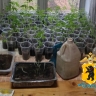 Жительницу Ярославской области задержали за выращивание дома конопли